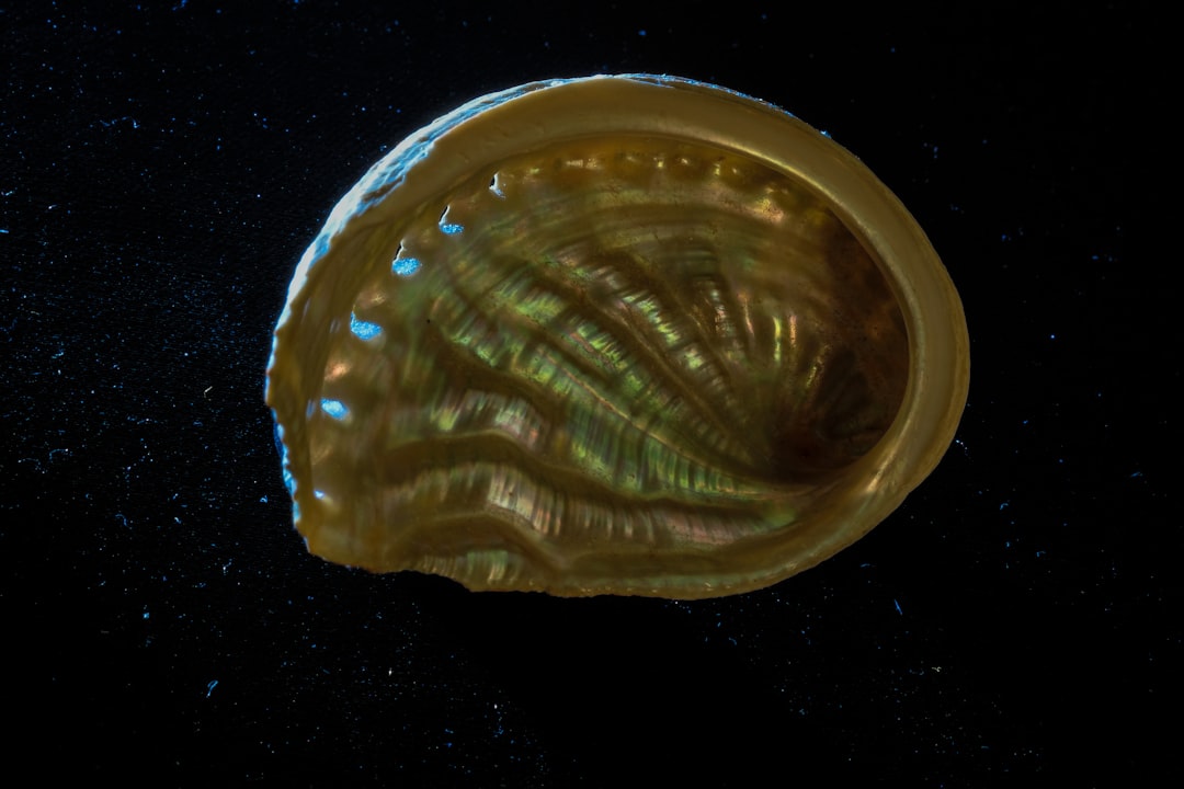 Photo Spiral shell
